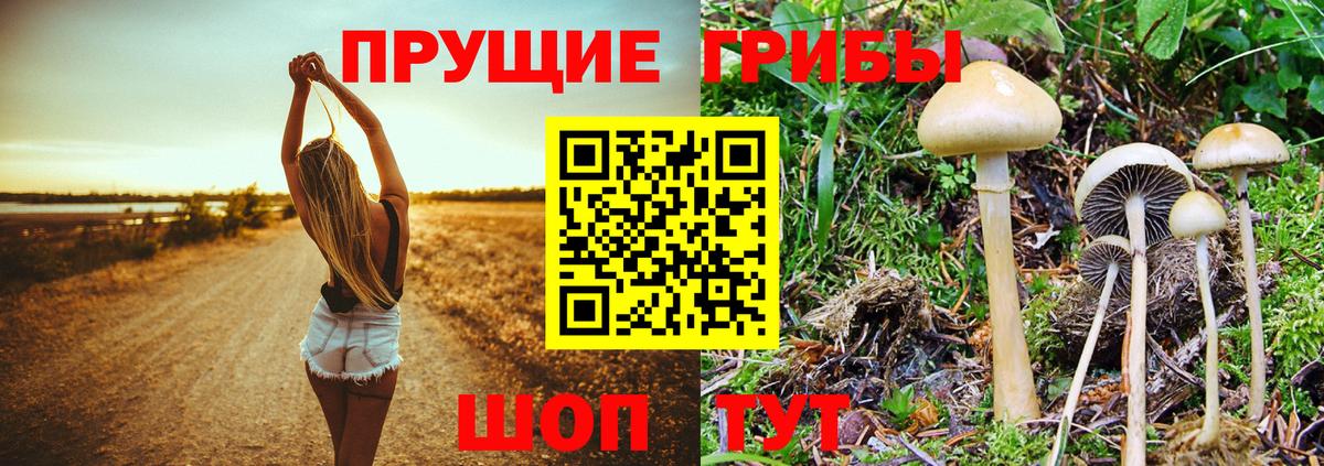 Галлюциногенные грибы Cubensis  Галлюциногенные грибы Psilocybe  Вход с VPN  Пугачёв 